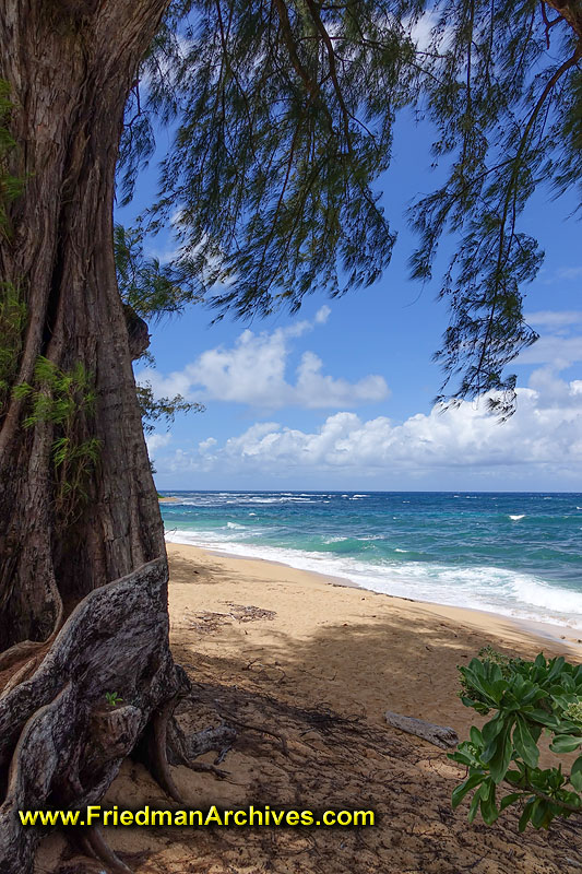 beach,hawaii,kauai,beach,clear,water,blue,tree,sand,surf,postcard,